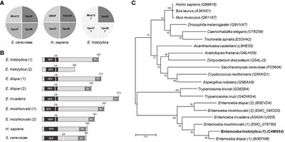 EhVps23: A Component of ESCRT-I That Participates in Vesicular Trafficking and Phagocytosis of Entamoeba histolytica